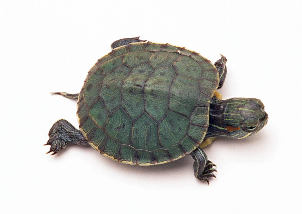 家庭养龟指南：哪些龟种最适合家庭饲养？